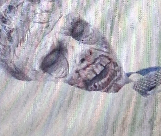Dead'fetti 